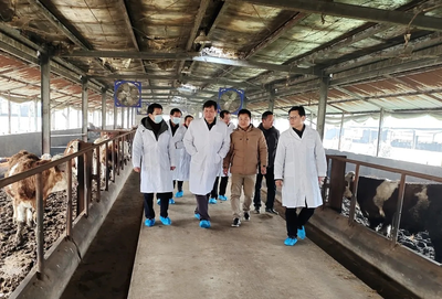 “鄂”牛出山記 跨越三省七市的品質之旅，湖北農發(fā)牛肉香飄粵港澳大灣區(qū)