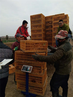 鹽城射陽臨海鎮(zhèn)八大家居委會 雞窩里飛出“金鳳凰”，畜牧漁業(yè)飼料銷售成富民新引擎