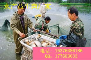 養蝦微生態制劑在水質改良中的應用及市場選擇指南